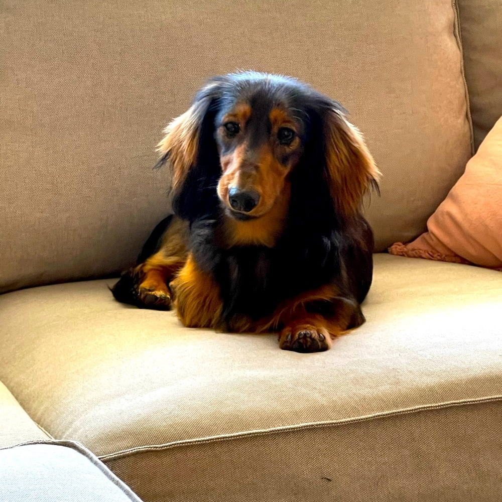 Meet your Posher, Elizabeth